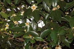 Gordonia obtusa